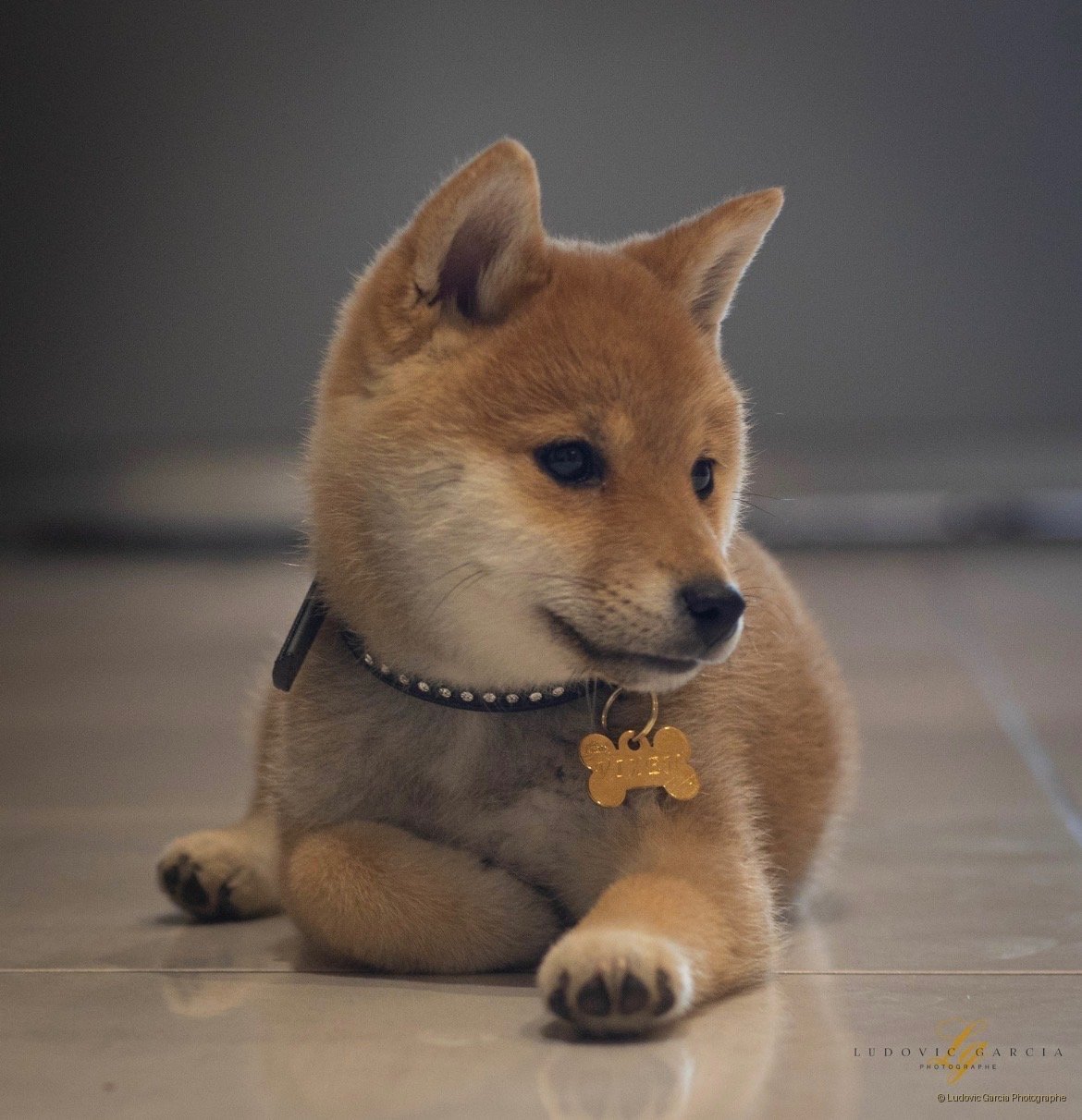 Animaux